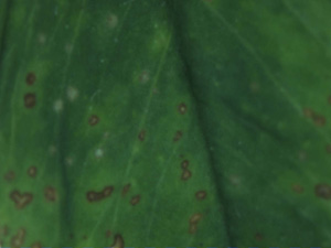 Photo of lesions caused by leptosphaerulina leaf spot