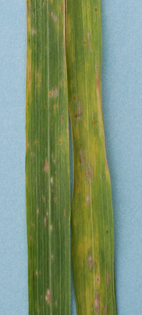Photo of leaf rust and powdery mildew