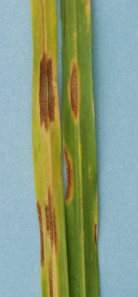 photo of septoria leaf blotch