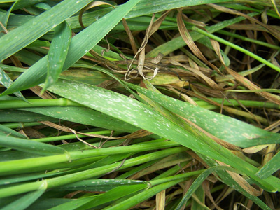photo of powdery mildew in a wheat field