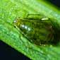 photo of an oat-bird cherry aphid