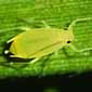 Photo of a greenbug