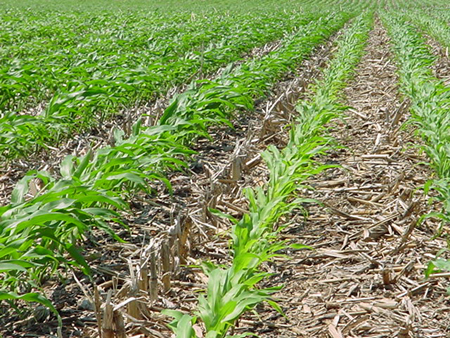 Photo of corn planted besides the old row