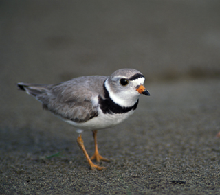 Photo of a Piping Plover