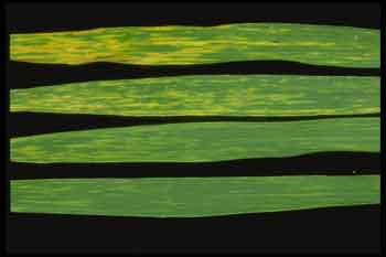 Wheat blades with wheat spindle streak mosaic virus