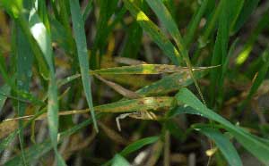 Photo of tan spot on the lower leaves of a young wheat crop.