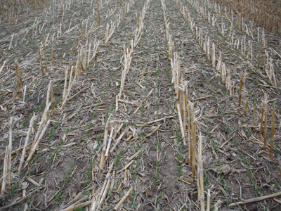 Photo of field at the Roger Memorials Farm where rye was planted into corn residue.