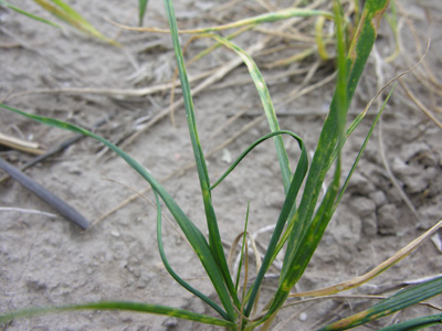Photo of a volunteer wheat plant exhibiting damage typical of that cause by the wheat curl mite and the wheat streak mosaic virus.
