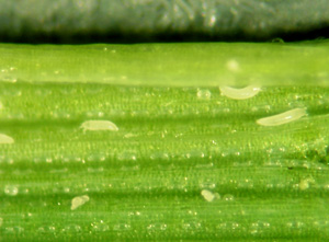 Photo of wheat curl mites on a wheat leaf.