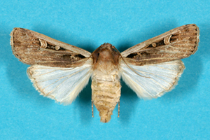 Photo of a western bean cutworm moth