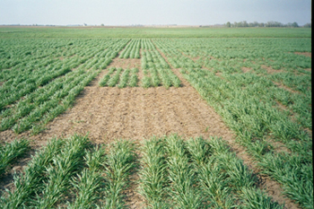 Photo of wheat variety trials