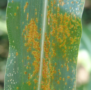 Photo of Southern rust pustules on corn