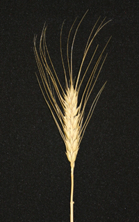 Wheat head showing wheat head that lost its green color