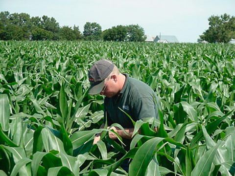 scouting corn
