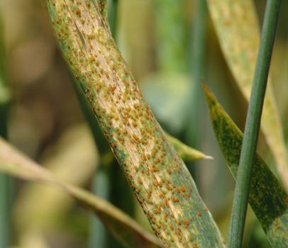 Picture of leaf rust