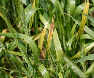Photo of wheat leaves showing yellowing