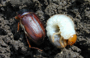 Photo - Adult and larva white grub