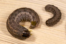 army cutworms