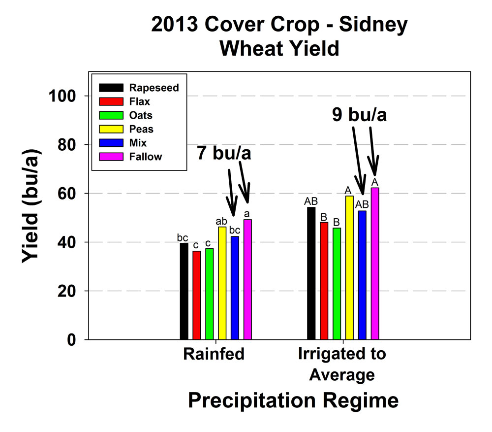Chart showing wheat yields after cover crops