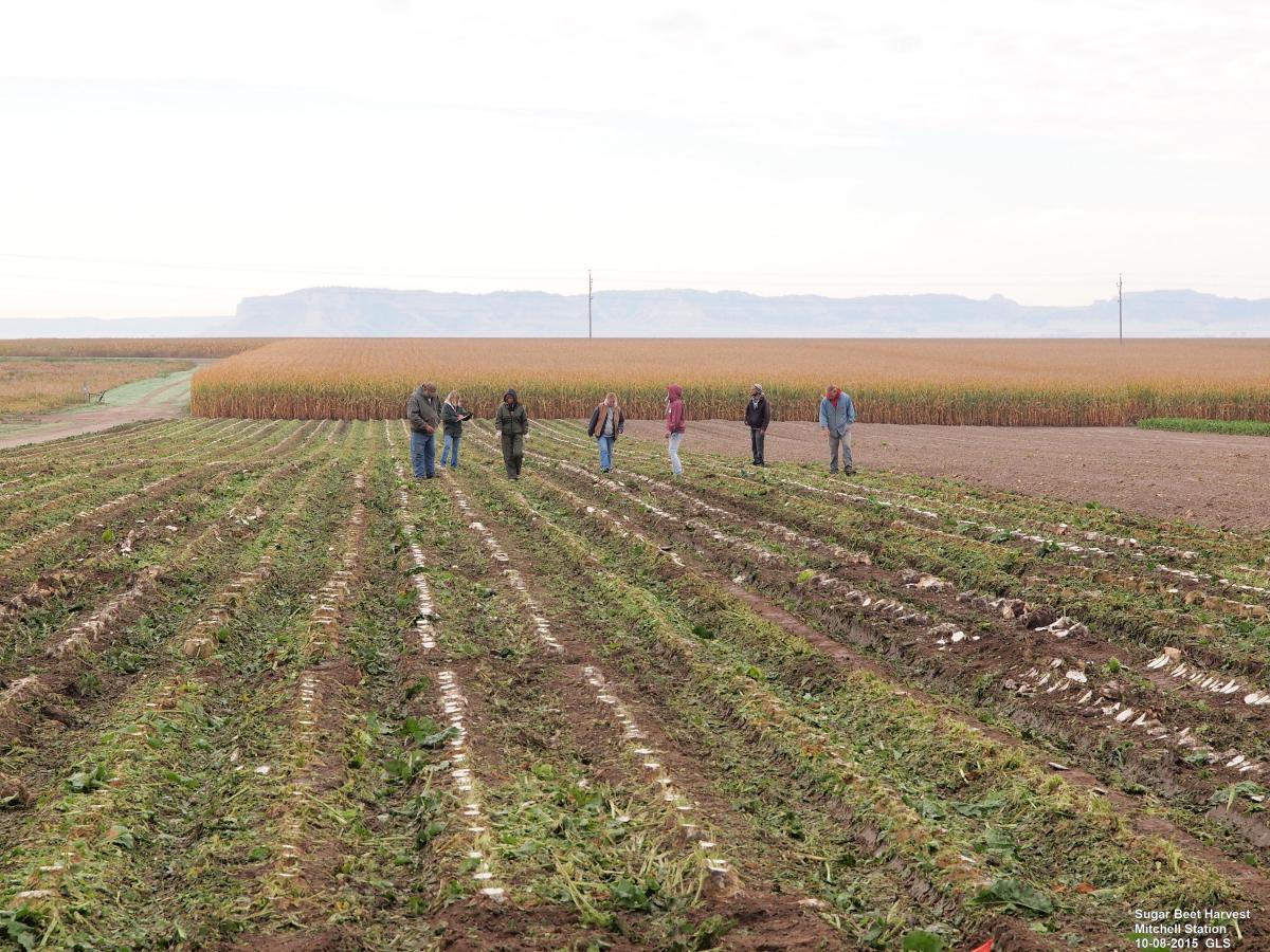 Harvesters in sugar beet field