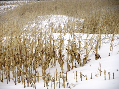 Snow drifts in standing corn