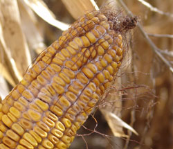 Fusarium ear rot on corn