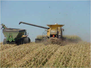 Combine harvesting corn and spreading the residue