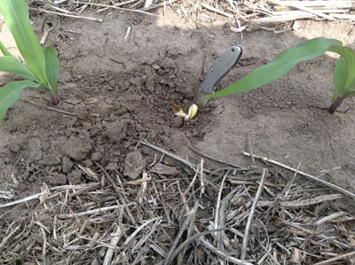 Corn leafing out below ground