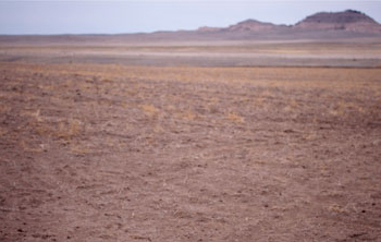 Wheat field devastated by army cutworm and drought in 2013