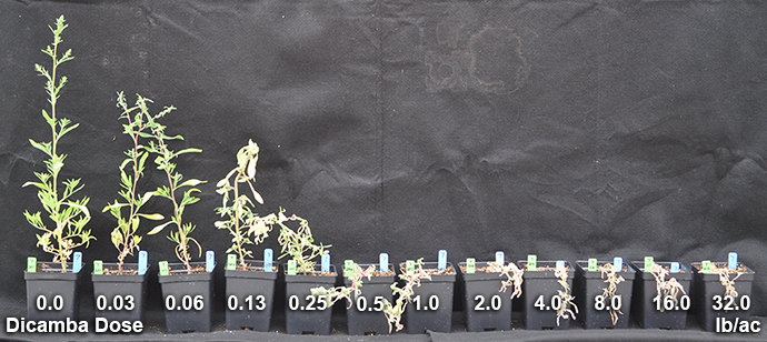 Plants susceptible to dicamba in University of Nebraska-Lincoln trials.