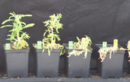 Dicamba-resistant kochia plants in UNL trial