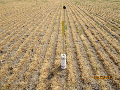 Soil moisture probe in dead winter wheat