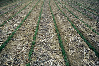 Soybeans no-tilled into corn residue