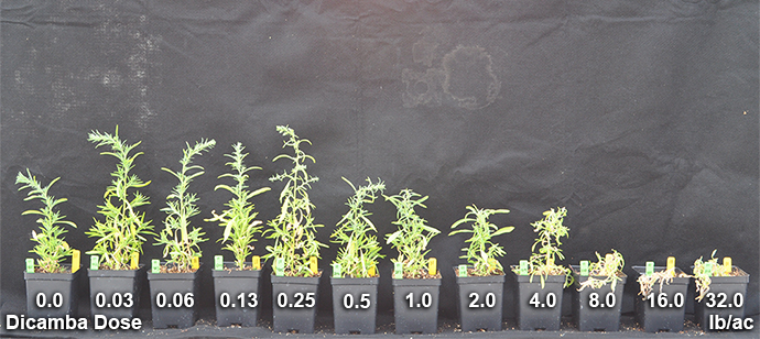Dicamba-resistant plants in University of Nebraska-Lincoln herbicide trials