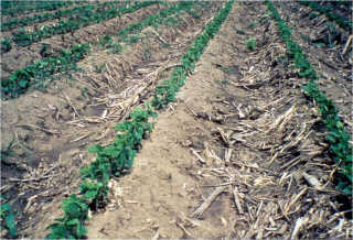 Soybeans planted on top of ridges