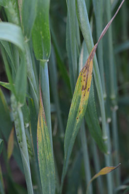 Wheat barley yellow dwarf