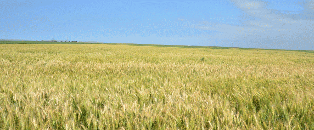 Field of wheat with wheat disease