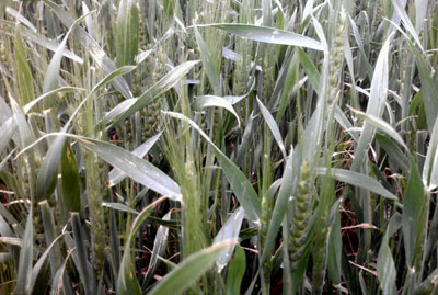 Wheat at flag leaf stage