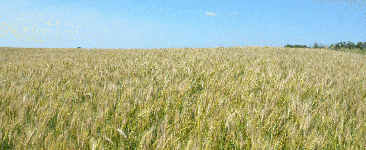 Figure 1. A wheat field with severe Fusarium head blight in southeast Nebraska in 2015.
