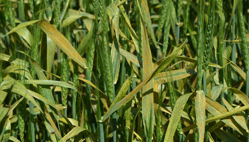  Severe stripe rust in wheat