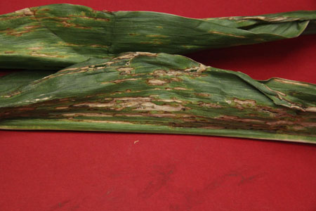 bacterial leaf streak of corn