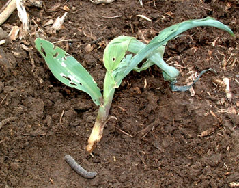 Black cutworm in corn