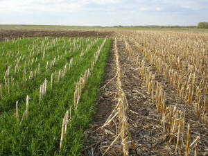 Rye cover crop and corn residue.