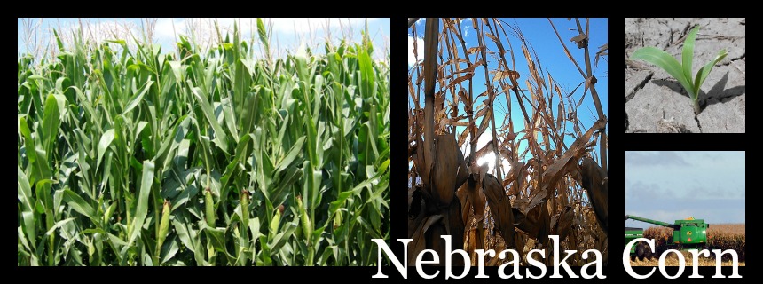 Corn collage image