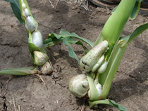 Corn smut on stalks