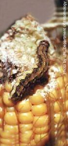 corn ear worm