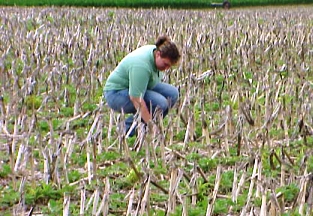 On-Farm Spraying Corn