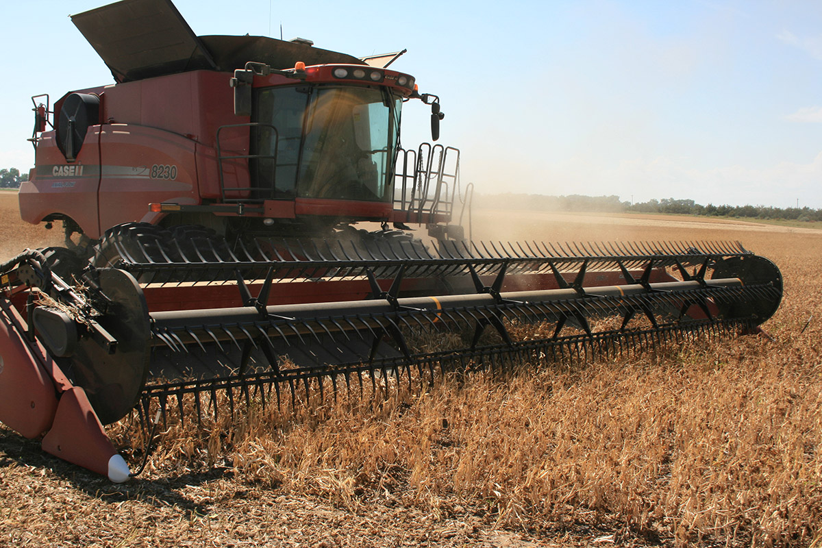 Direct harvest combining of dry edible beans in the northern Panhandle