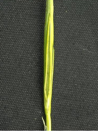 Photo - Freeze damaged wheat stem