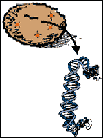 DNA extraction cartoon